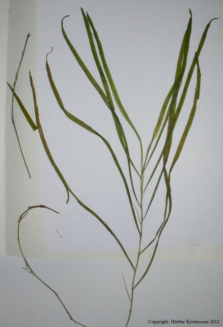 Mynd af Sverðnykru (Potamogeton compressus)