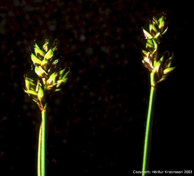 Mynd af Heiðastör (Carex heleonastes)