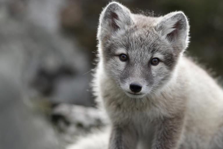 Melrakki (Vulpes lagopus﻿)