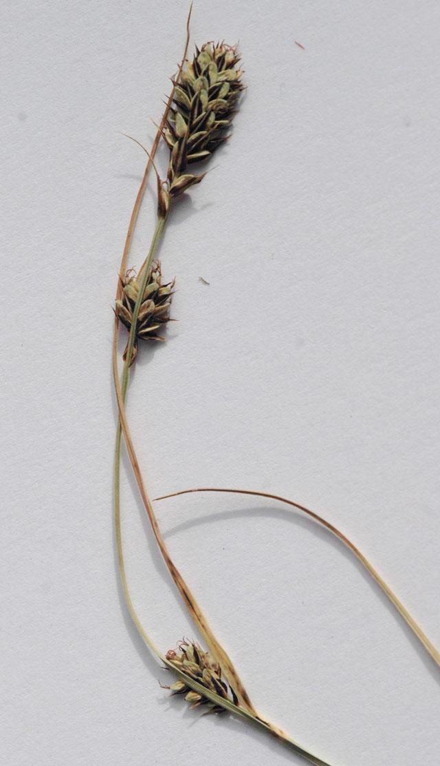Mynd af klumbustör (Carex buxbaumii)
