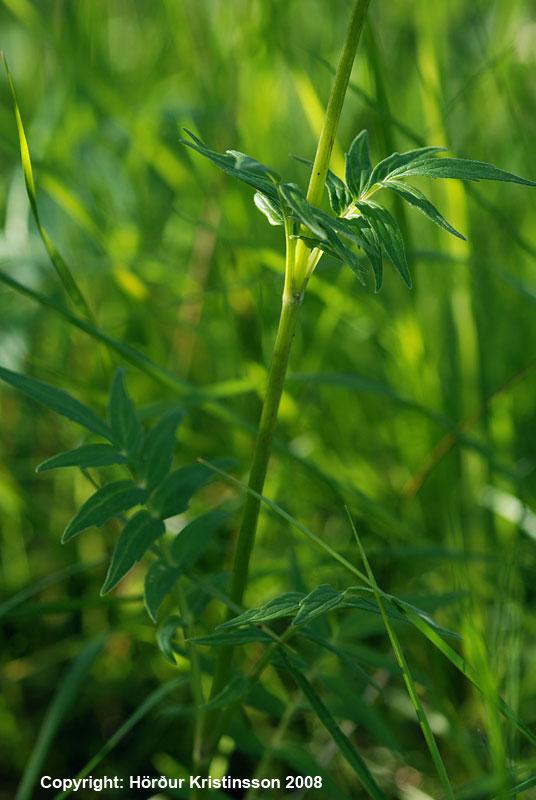 Mynd af Hagabrúðu (Valeriana sambucifolia)