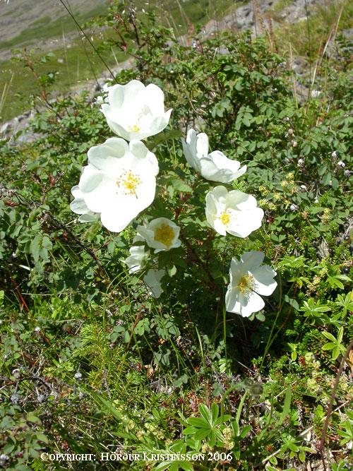 Mynd af Þyrnirós (Rosa pimpinellifolia)