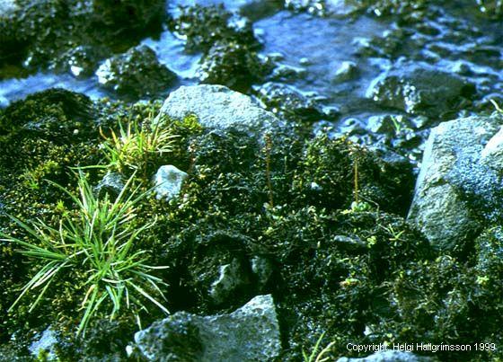 Mynd af Hreistursteinbrjótur (Saxifraga foliolosa)