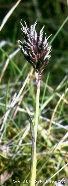 Mynd af Blátoppa (Sesleria albicans)