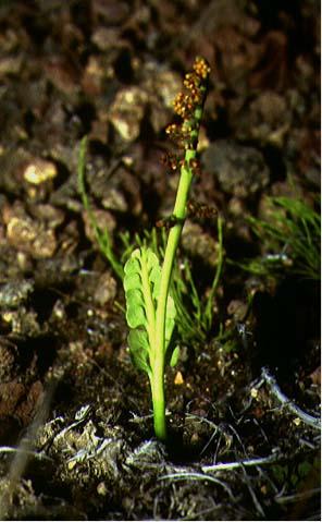 Mynd af Keilutungljurt (Botrychium minganense)