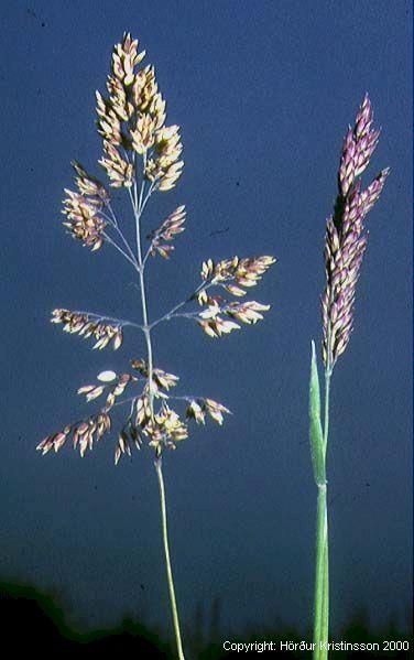Mynd af Loðgresi (Holcus lanatus)