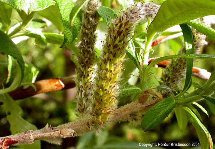 Mynd af Alaskavíði (Salix alaxensis)