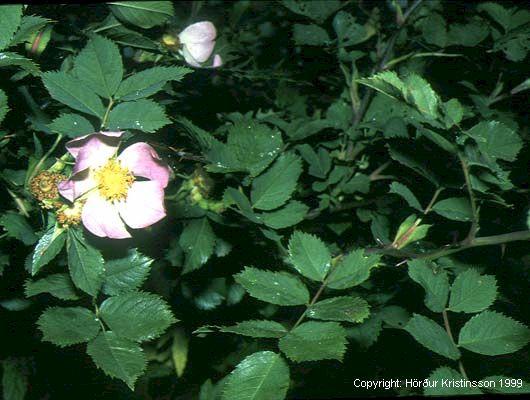 Mynd af Glitrós (Rosa dumalis)