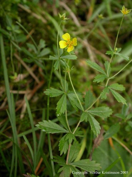 Mynd af Engjamuru (Potentilla erecta)