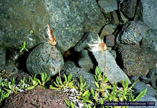Mynd af Holtasóley (Dryas octopetala)