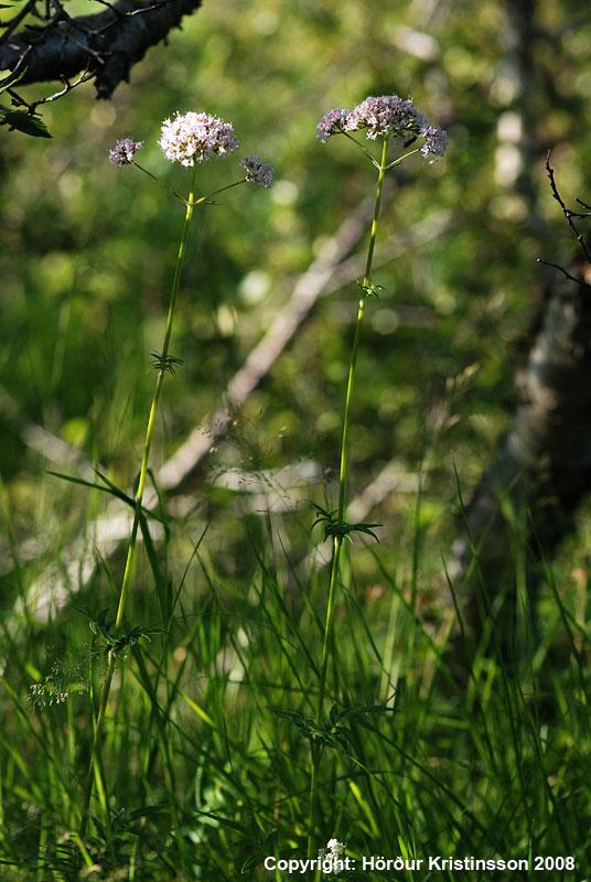 Mynd af Hagabrúðu (Valeriana sambucifolia)