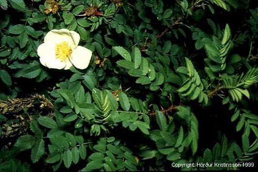 Mynd af Þyrnirós (Rosa pimpinellifolia)