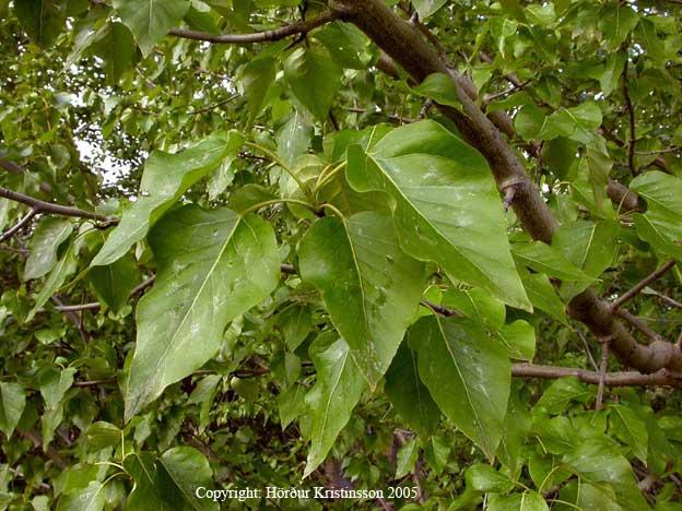 Mynd af Alaskaösp (Populus trichocarpa)