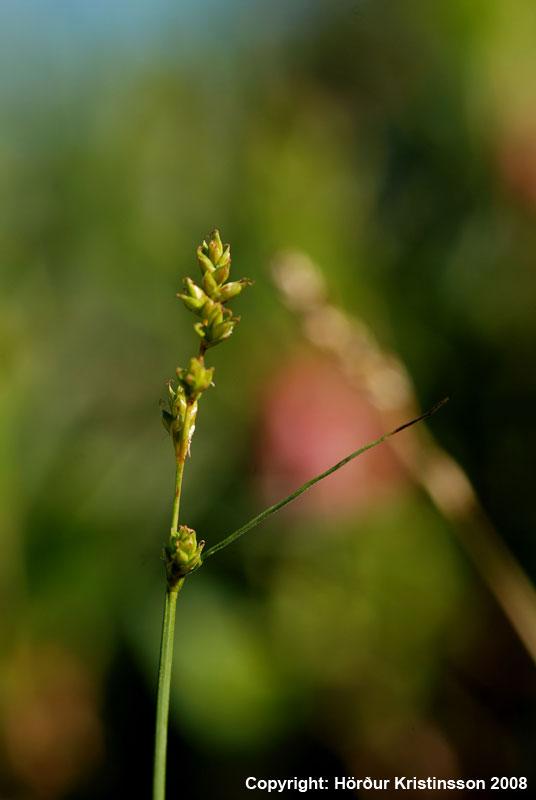 Mynd af Línstör (Carex brunnescens)