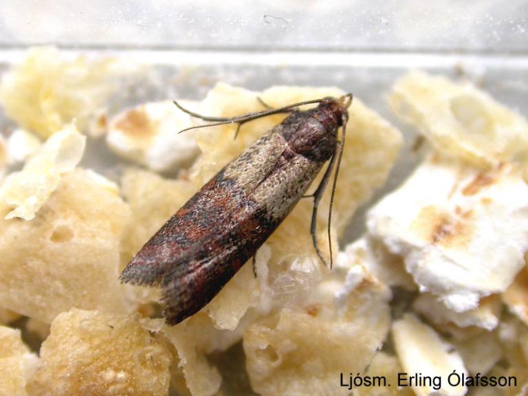 Hnetuglæða - Plodia interpunctella