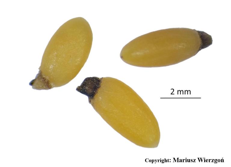 Mynd af Engjakambjurt (Melampyrum pratense)
