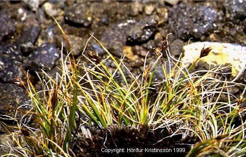 Mynd af Finnungsstör (Carex nardina)