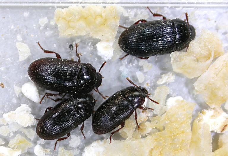 Dritbjalla – Alphitobius diaperinus
