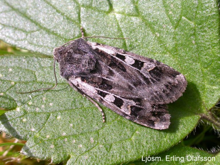 Brandygla - Euxoa ochrogaster