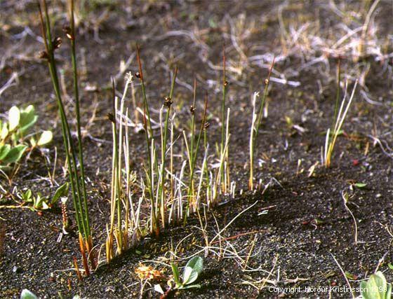 Mynd af Hrossanál (Juncus arcticus)