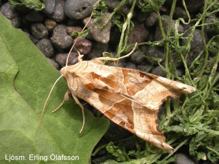 Skrautygla - Phlogophora meticulosa