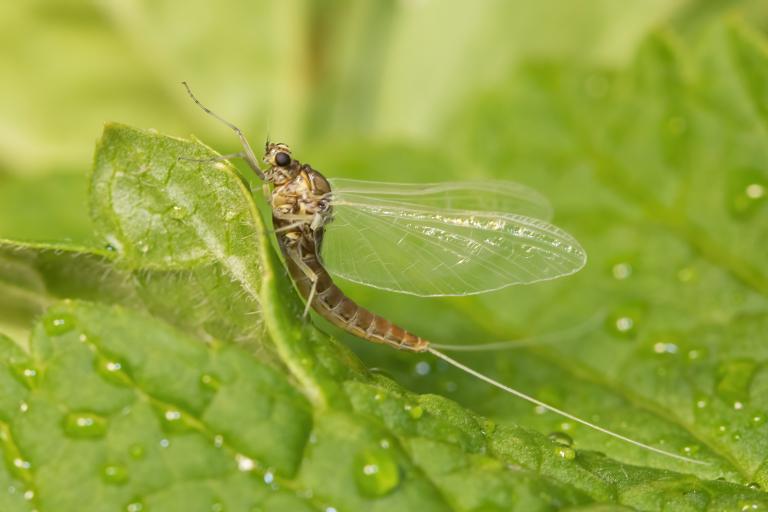 Dægurfluga – Cloeon simile