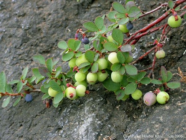 Mynd af Bláberjalyngi (Vaccinium uliginosum)