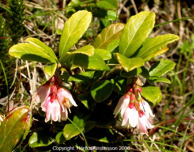 Mynd af Rauðberjalyngi (Vaccinium vitis-idaea)