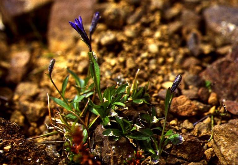 Mynd af Fjallabláklukku (Campanula uniflora)