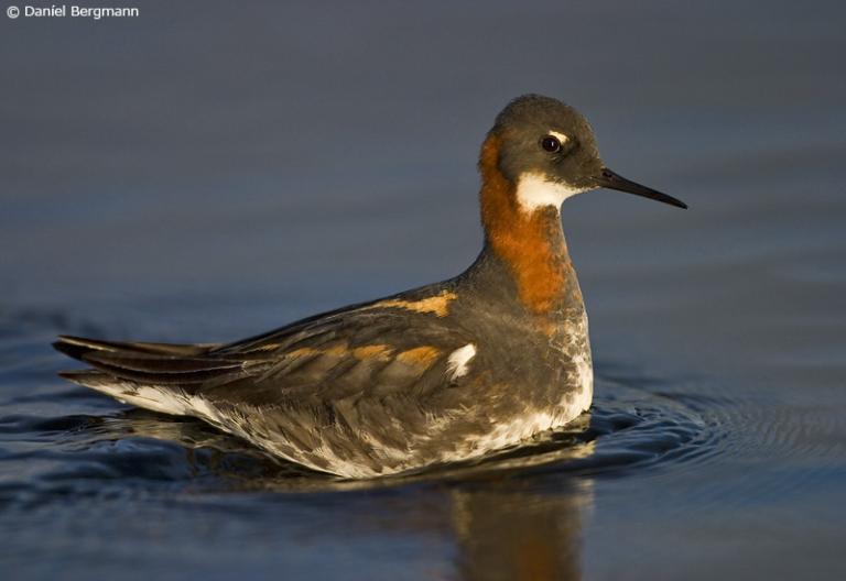 Óðinshani (Phalaropus lobatus)