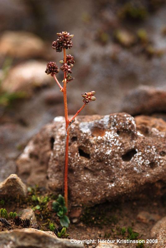 Mynd af Hreistursteinbrjóti (Saxifraga foliolosa)