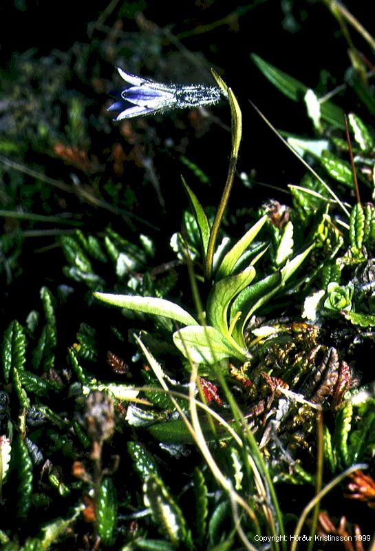 Mynd af Fjallabláklukku (Campanula uniflora)