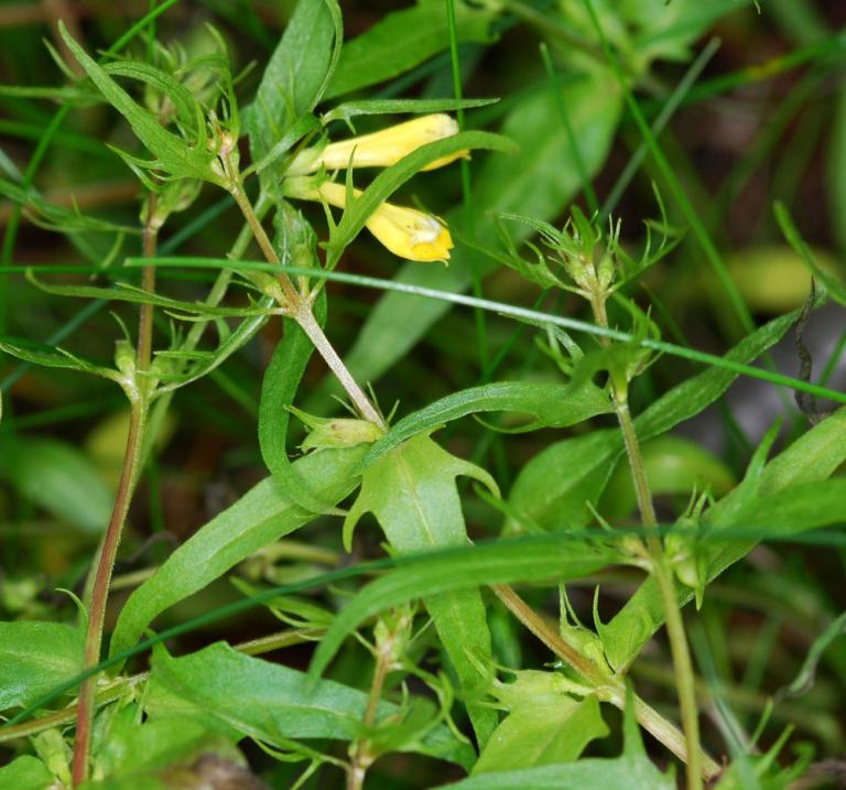 Mynd af Engjakambjurt (Melampyrum pratense)