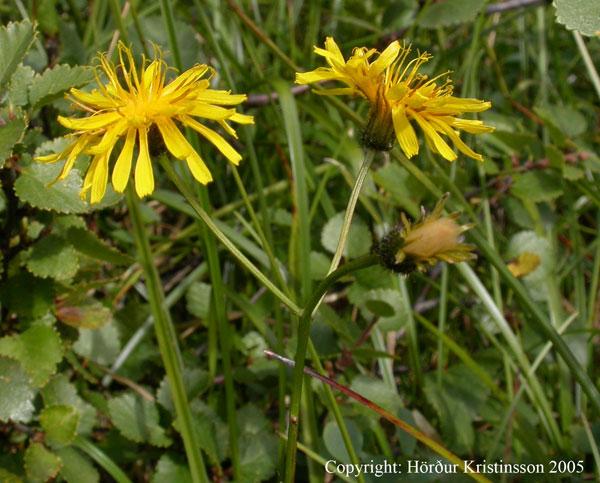 Mynd af Hjartafífill (Crepis paludosa)