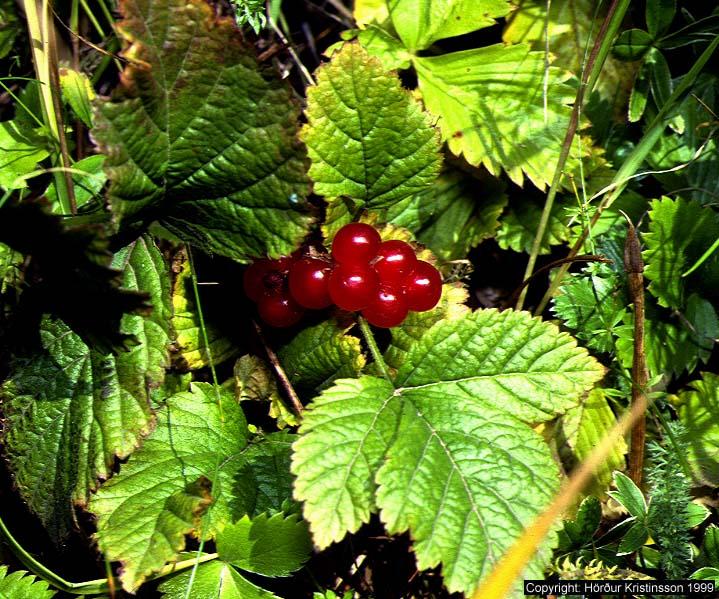 Mynd af Hrútaberi (Rubus saxatilis)