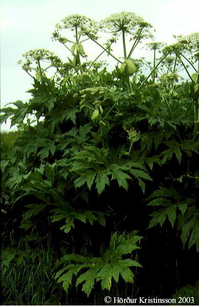 Mynd af Tröllakló (Heracleum persicum)