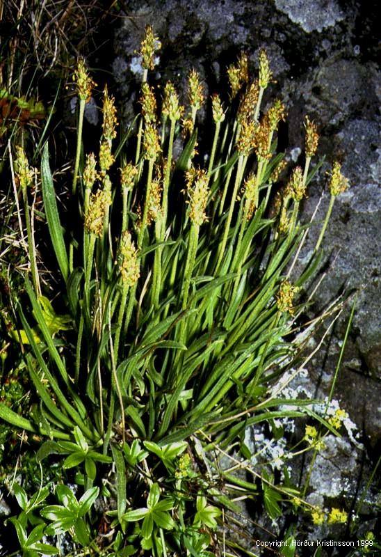 Mynd af Kattartungu (Plantago maritima)