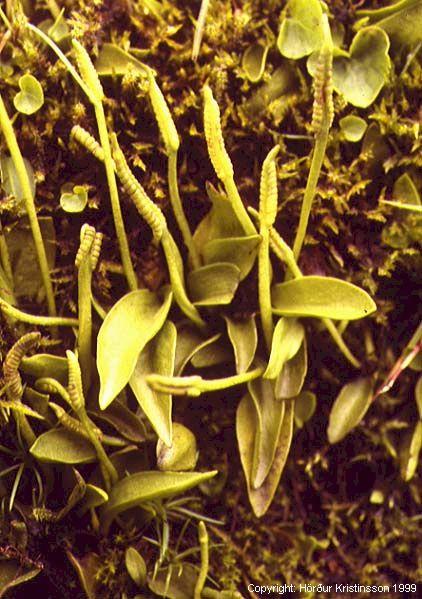 Mynd af Naðurtungu (Ophioglossum azoricum)