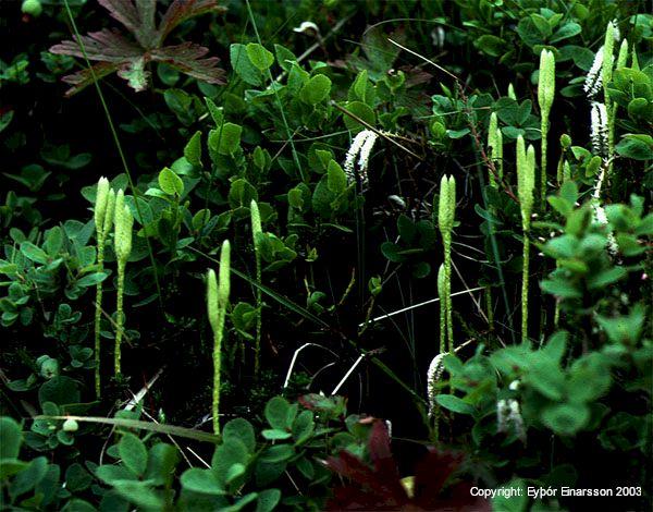 Mynd af Burstajafna (Lycopodium clavatum)