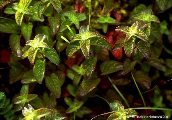 Mynd af Vatnamyntu (Mentha aquatica)