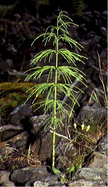 Mynd af Skógelftingu (Equisetum sylvaticum)