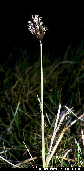 Mynd af Blátoppa (Sesleria albicans)