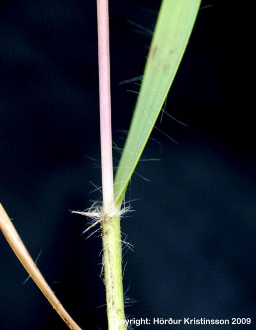 Mynd af Knjápunti (Danthonia decumbens)