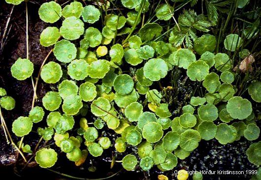 Mynd af Vatnsnafla (Hydrocotyle vulgaris)