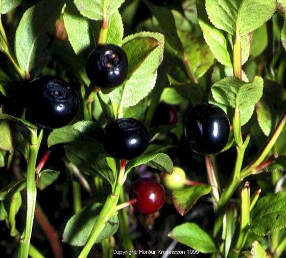 Mynd af Aðalbláberjalyngi (Vaccinium myrtillus)