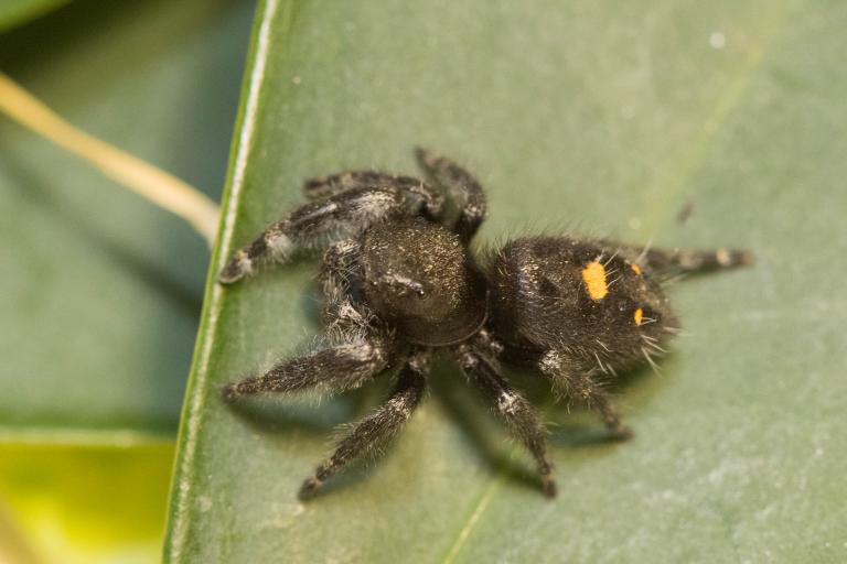 Krúnukönguló – Phidippus audax