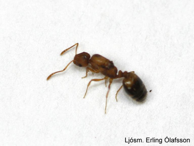 Faraómaur - Monomorium pharaonis