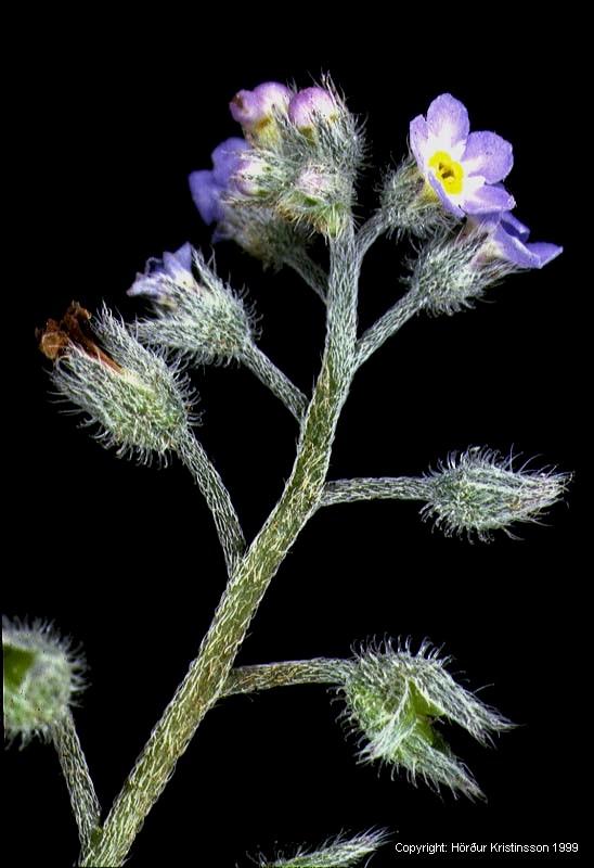 Mynd af Gleym-mér-ei (Myosotis arvensis)