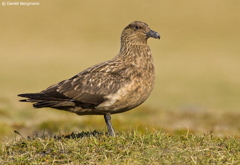 Skúmur (Catharacta skua)