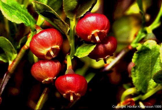 Mynd af Aðalbláberjalyngi (Vaccinium myrtillus)